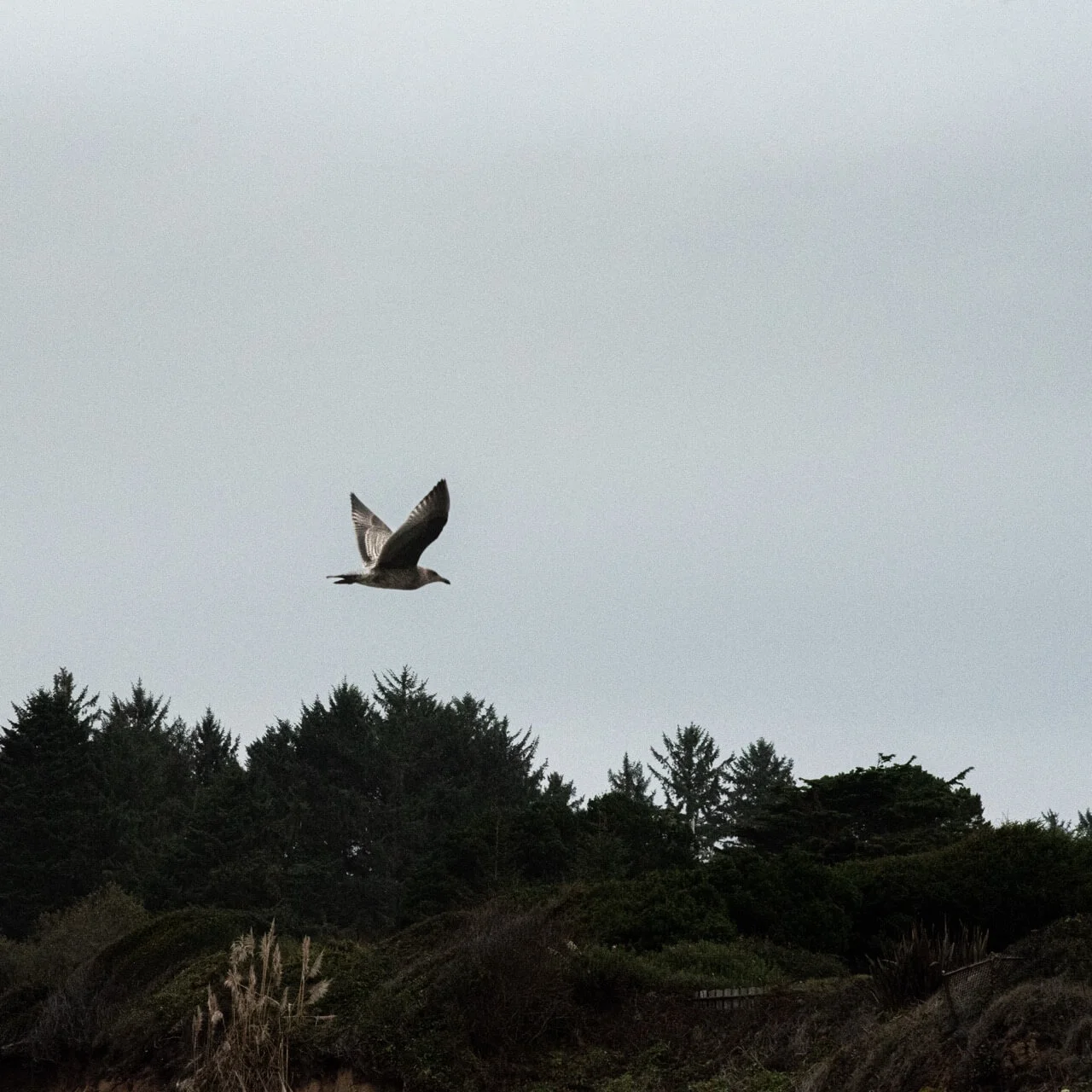 Gull North California